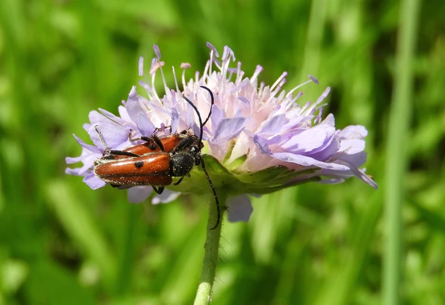 Vadonia unipunctata - kétpettyes virágcincér