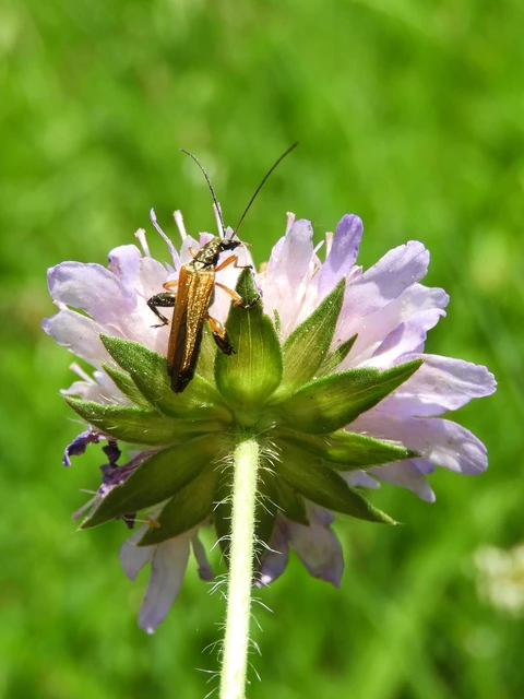 Oedemera podagrariae - székfű-álcincér
