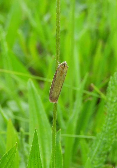 Oncocera semirubella - lucernamoly