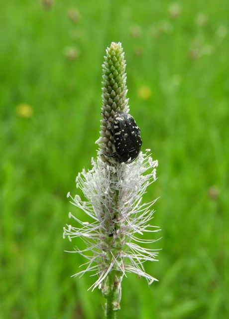 Oxythyrea funesta - sokpettyes virágbogár