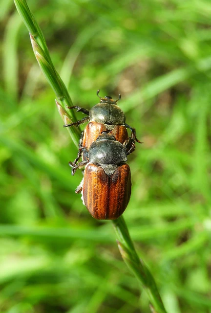 Anisoplia tempestiva - gabonaszipoly