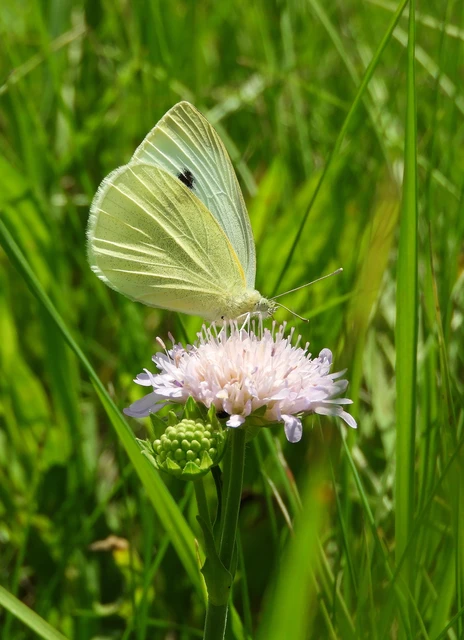 Pieris rapae - répalepke