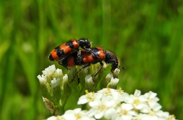 Trichodes apiarius - szalagos méhészbogár