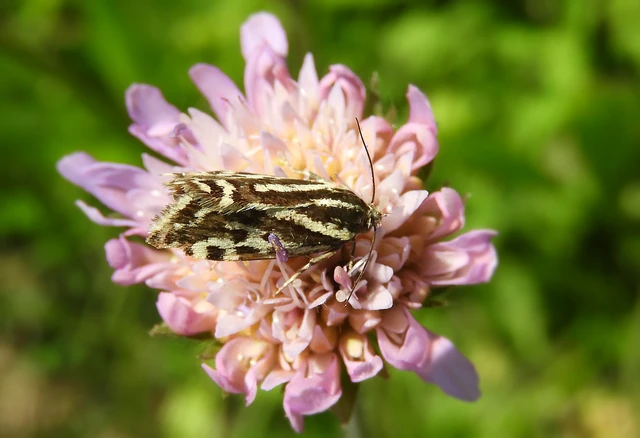 Emmelia trabealis - zebrabagoly