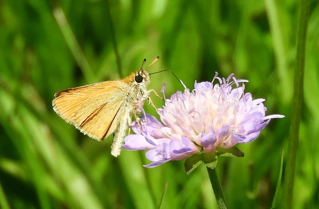 Thymelicus lineola - vonalas busalepke