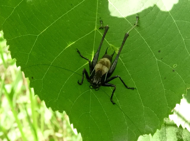 Pholidoptera aptera - nagy avarszöcske