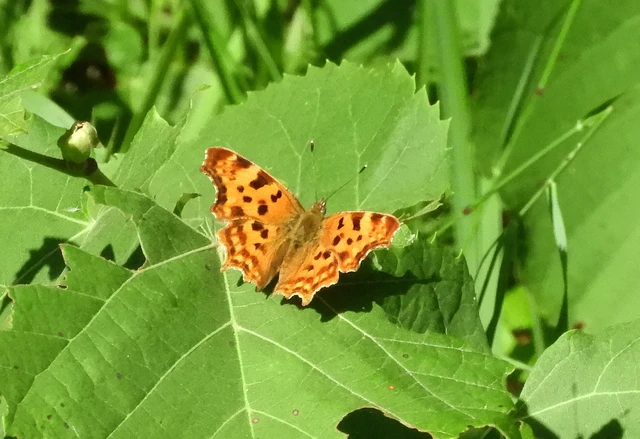 Nymphalis c-album - C-betűs lepke