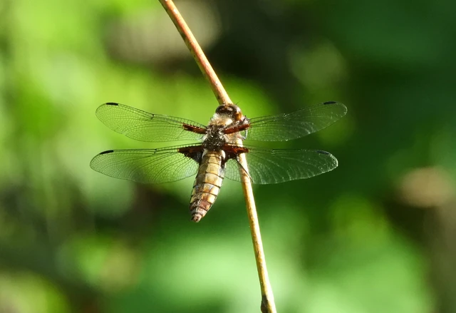 Libellula depressa - széles laposacsa