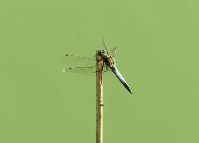 Orthetrum cancellatum - feketefarkú pásztorszitakötő