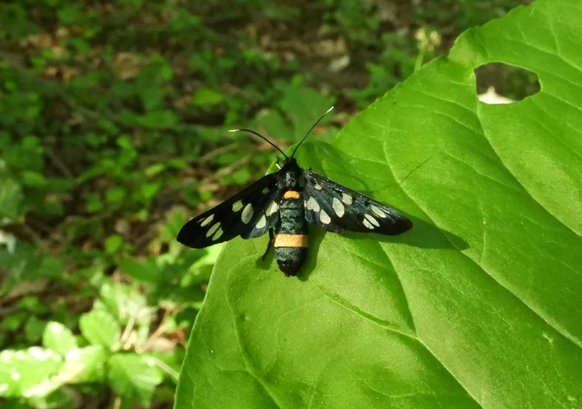 Amata phegea - fehérpettyes álcsüngőlepke