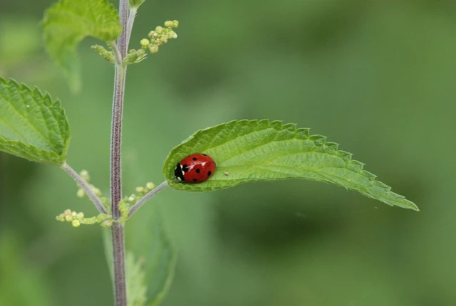 Coccinella septempunctata - hétpettyes katica