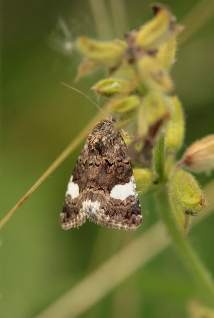 Tyta luctuosa - fekete nappalibagoly