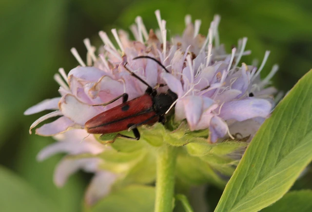Vadonia unipunctata - kétpettyes virágcincér
