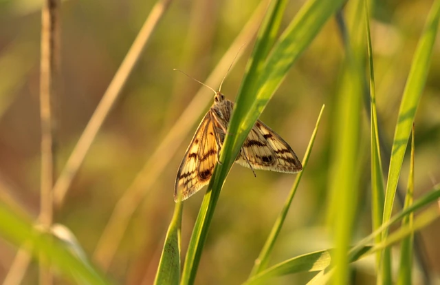 Sitochroa verticalis - világossárga dudvamoly