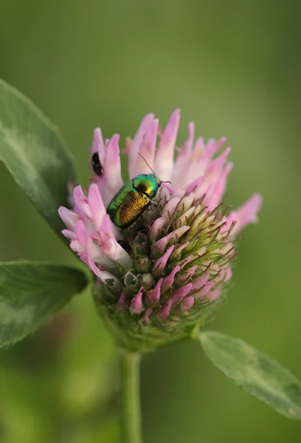 Cryptocephalus