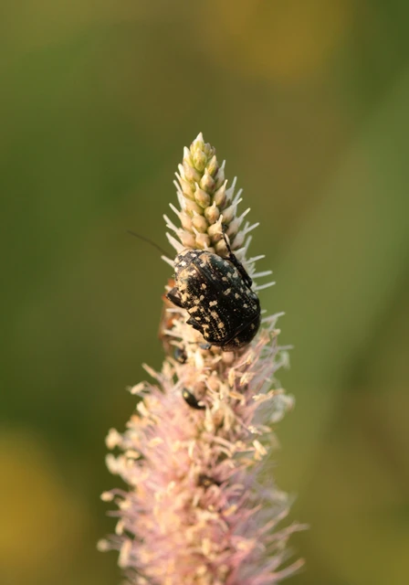 Oxythyrea funesta - sokpettyes virágbogár