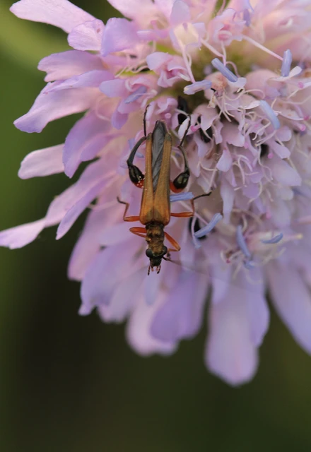 Oedemera podagrariae - székfű-álcincér