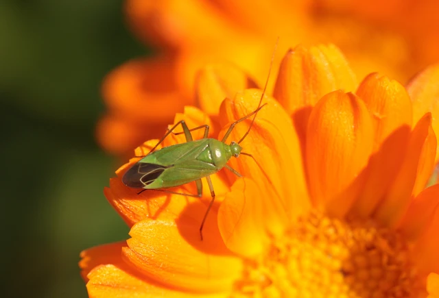Calocoris