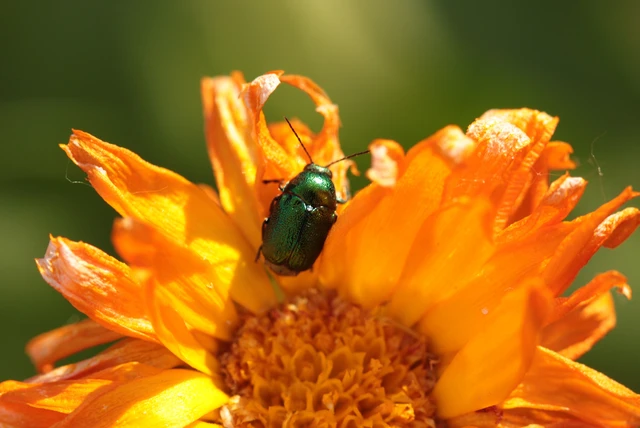 Cryptocephalus