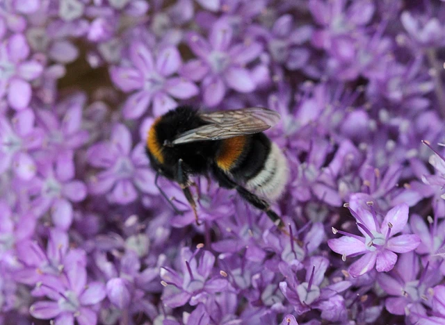 Bombus - poszméhek