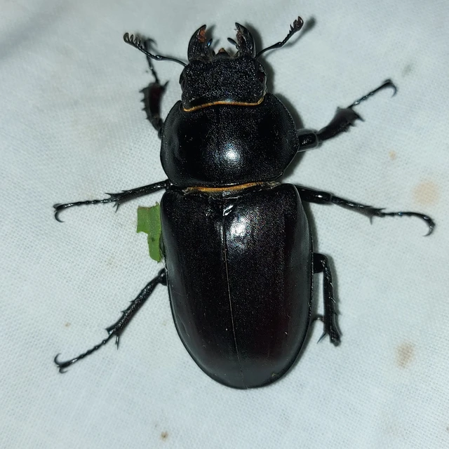 Lucanus cervus - nagy szarvasbogár
