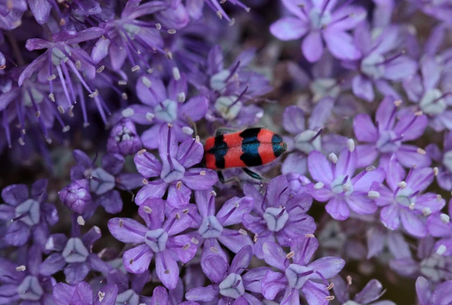 Trichodes apiarius - szalagos méhészbogár
