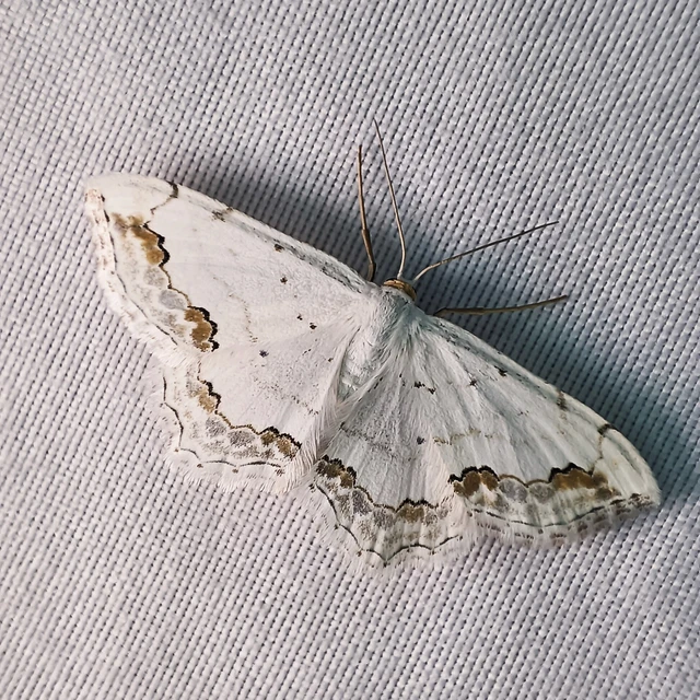 Scopula ornata - díszes fehéraraszoló