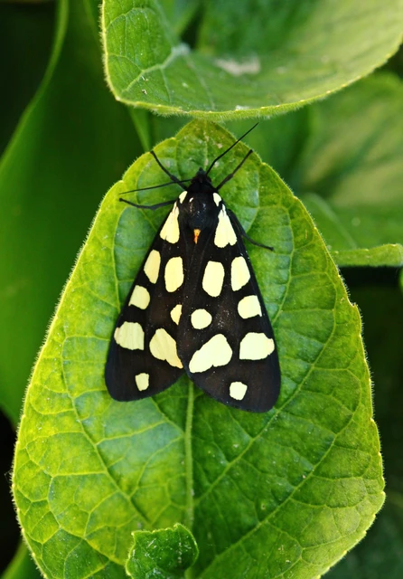 Arctia villica - fekete medvelepke