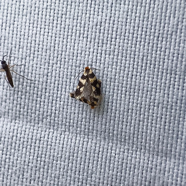 Etainia louisella - juharmagrágó törpemoly