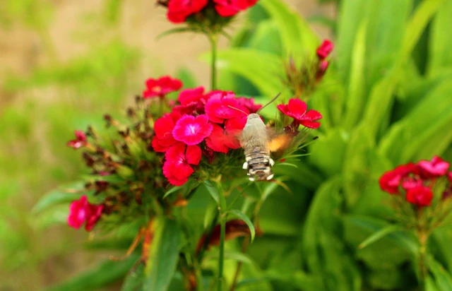 Macroglossum stellatarum - kacsafarkú szender