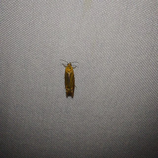 Lathronympha strigana - orbáncfű-magrágómoly