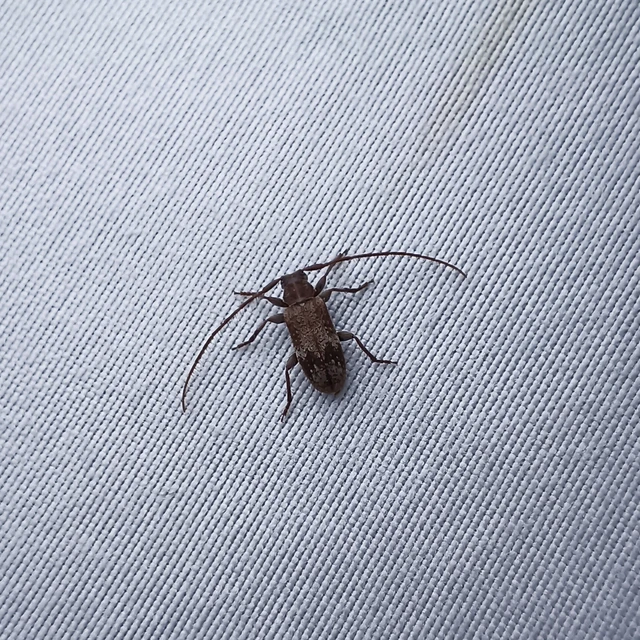Exocentrus adspersus - tölgyfa-rőzsecincér