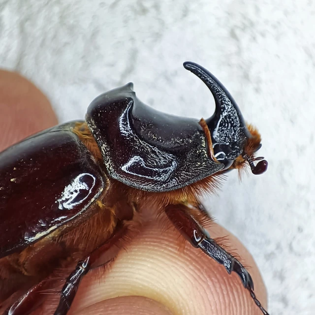 Oryctes nasicornis - orrszarvú bogár