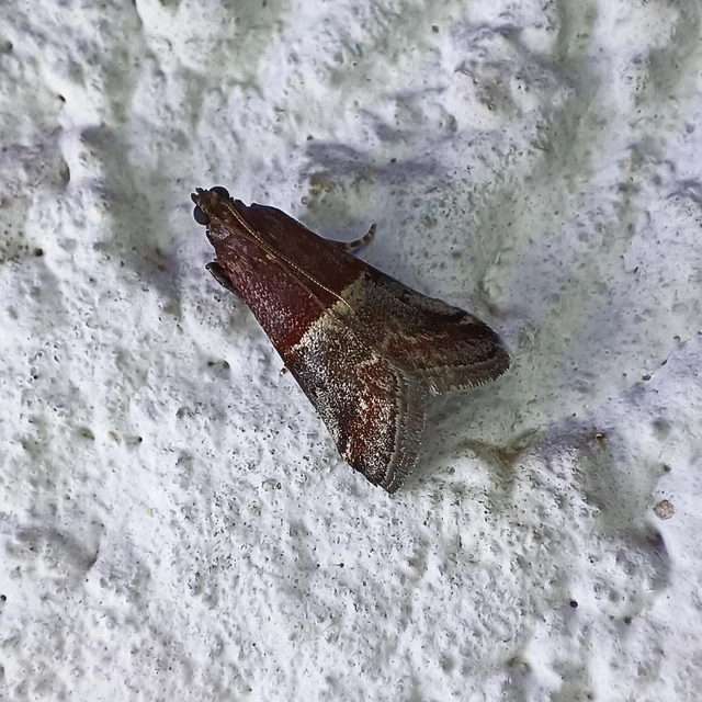 Acrobasis marmorea - márványos karcsúmoly