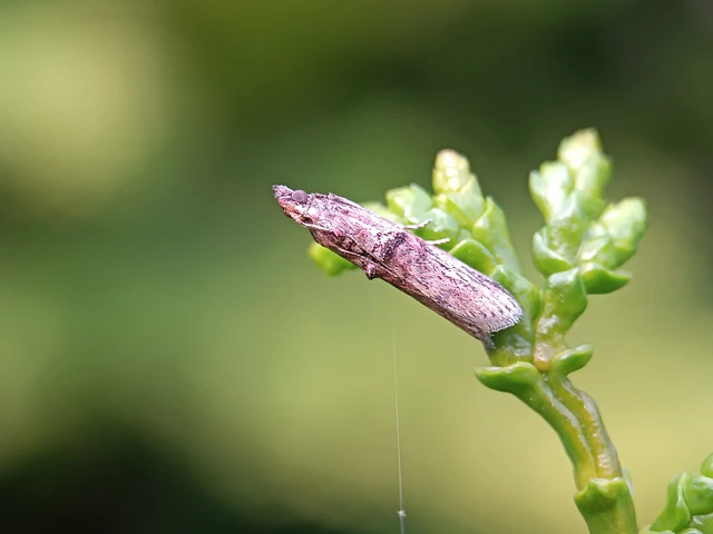 Nephopterix angustella - kecskerágó-karcsúmoly