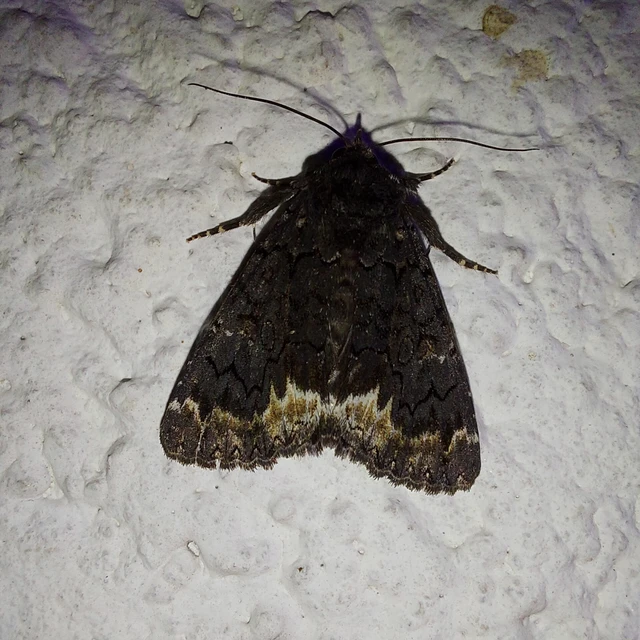 Catephia alchymista - fekete övesbagoly