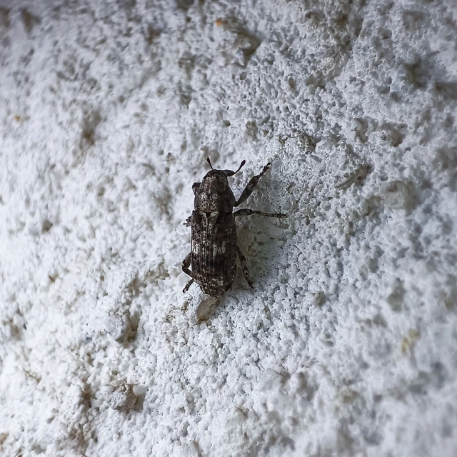 Gasterocercus depressirostris - laposorrú ormányos