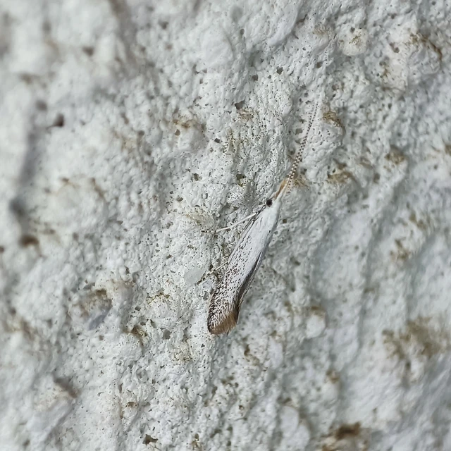 Coleophoridae - zsákhordómolyfélék