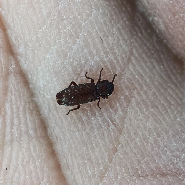 Pycnomerus terebrans - bordás héjbogár Pycnomerus terebrans - bordás héjbogár