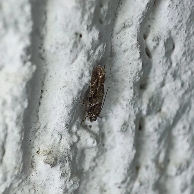 Recurvaria nanella - kis vörös-rügysodrómoly