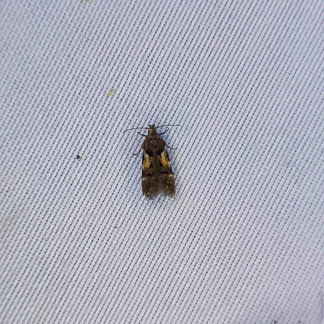 Teleiodes flavimaculella - sárgafoltos borzasmoly