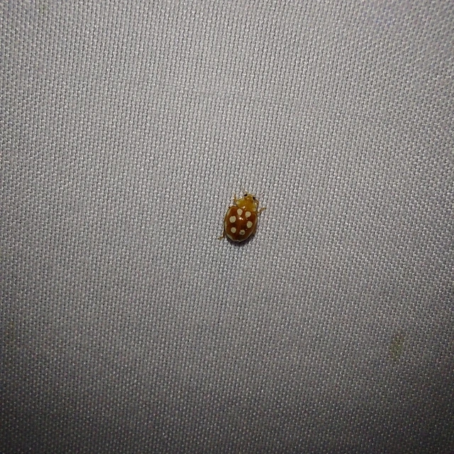 Vibidia duodecimguttata - tizenkétcseppes füsskata