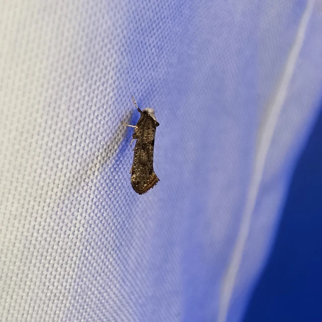 Paraswammerdamia albicapitella - kökényfonó tarkamoly