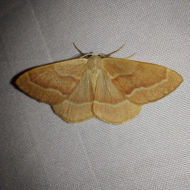 Hylaea fasciaria - erdeifenyő-sávosaraszoló
