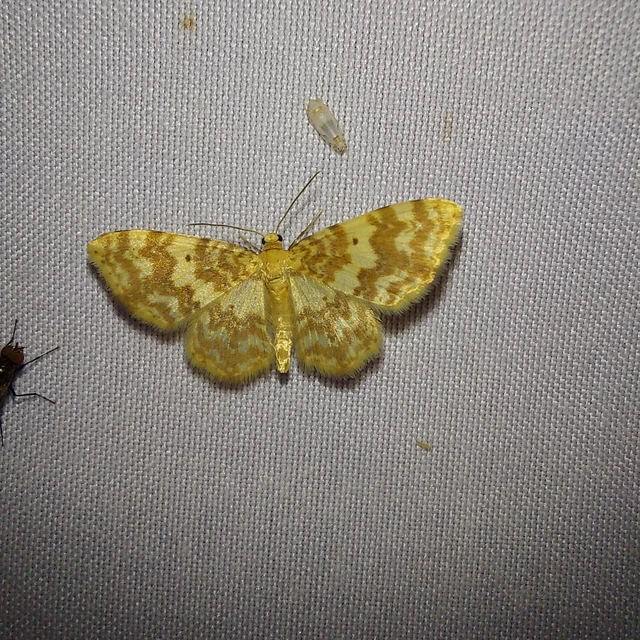 Hydrelia flammeolaria - narancssárga araszoló