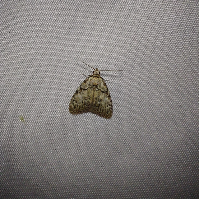 Meganola strigula - hamvas pamacsosszövő