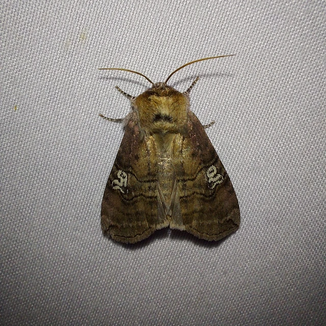 Tethea ocularis - pápaszemes pihésszövő