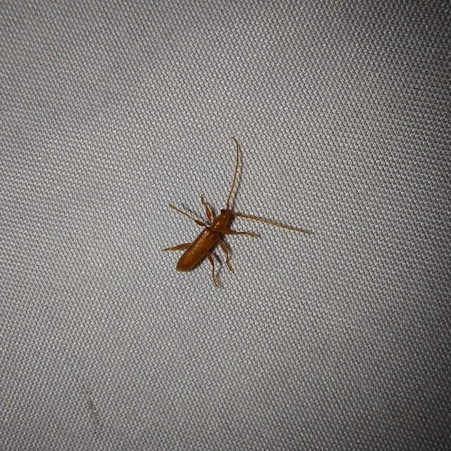 Axinopalpis gracilis - kecses selymescincér