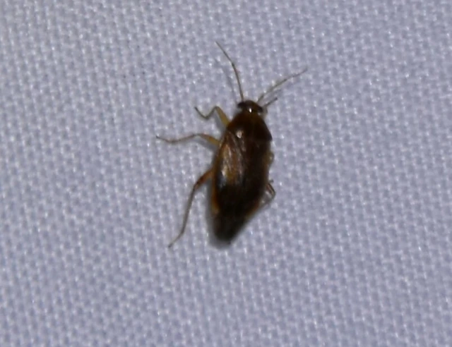 Agnocoris