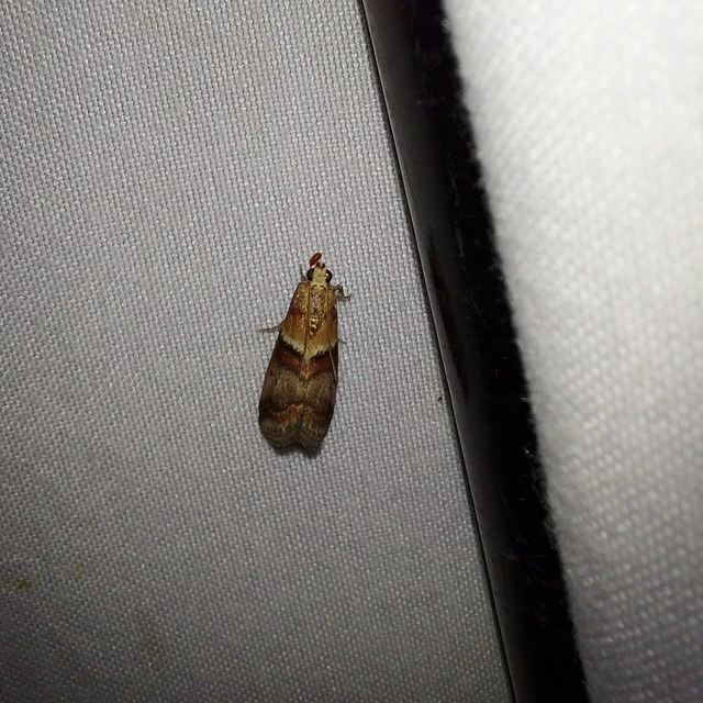 Acrobasis repandana - tarkamintás karcsúmoly